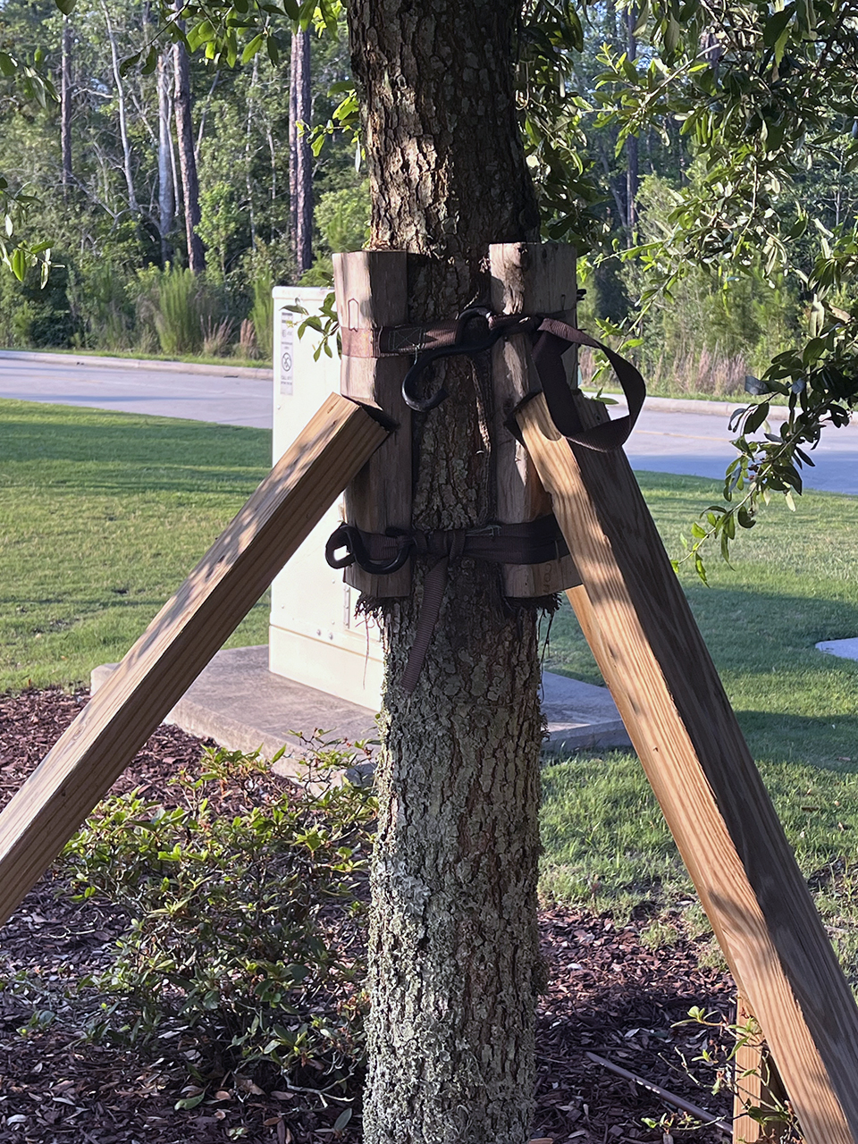 Landscape Ornamental Series: Best Practices for Staking Trees in the Landscape